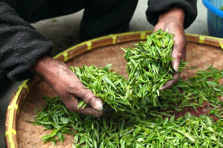 Le thé vert aurait des effets inhibiteurs contre divers types de cancer