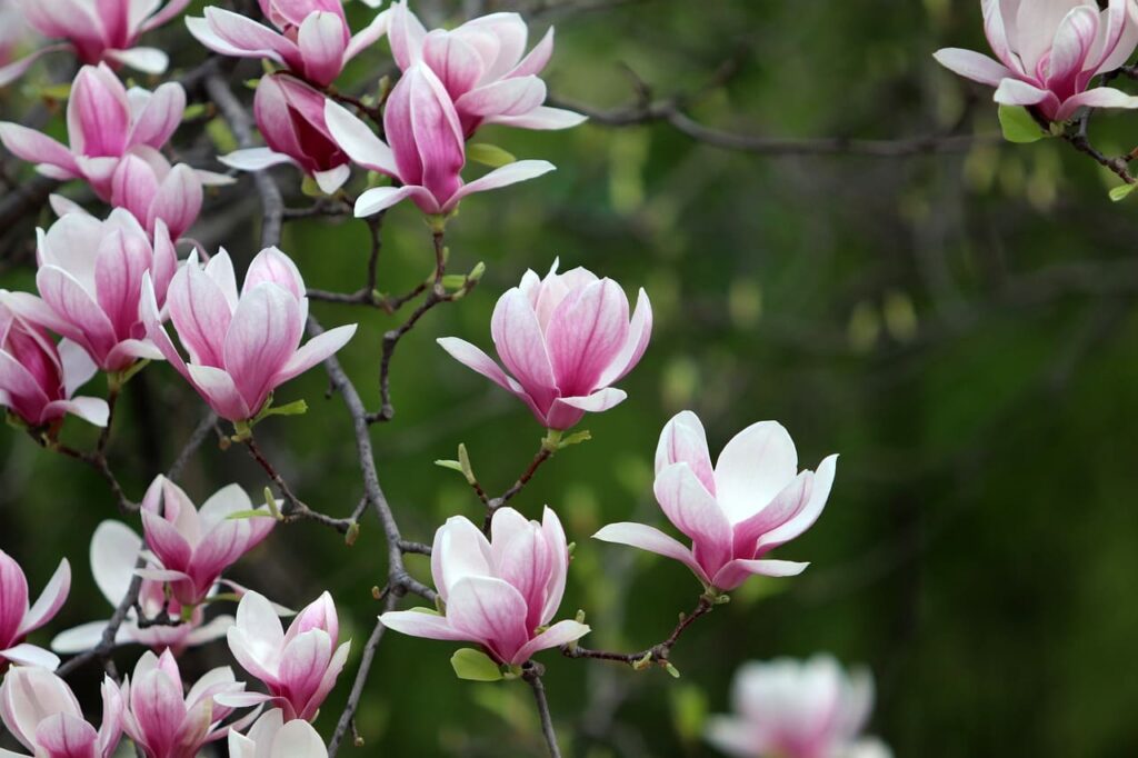 Fleurs de magnolia séchées en infusion (rare)